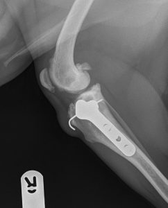 Τεχνική TPLO σε αμφοτεόπλευρη ρήξη ΠΧΣ σε σκύλο