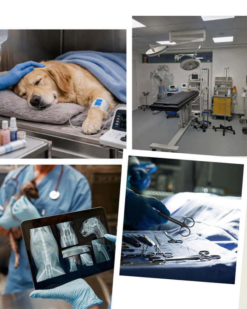 Εξειδικευμένη Κτηνιατρική Κλινική ON Vets